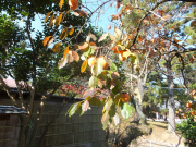 茶がゆ　塔の茶屋入口の柿