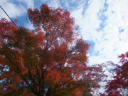 塔の茶屋向かいの紅葉