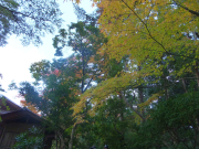 依水園　後園の紅葉