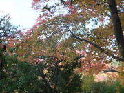 依水園　後園の紅葉