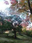 依水園　後園の紅葉