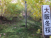 依水園　後園の大阪冬桜