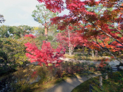 依水園　後園　築山からの紅葉