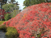 依水園　後園　ドウダンツツジの紅葉